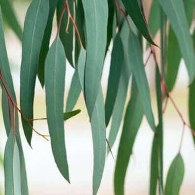 aceite de eucalipto